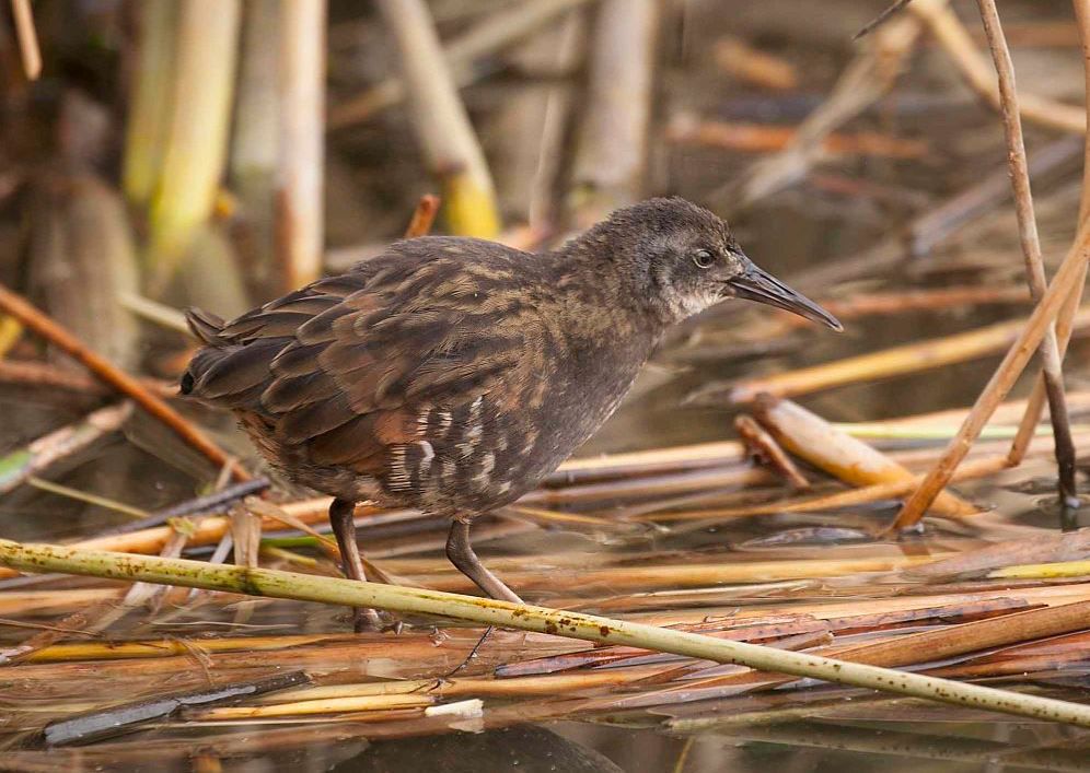 Virginia rail